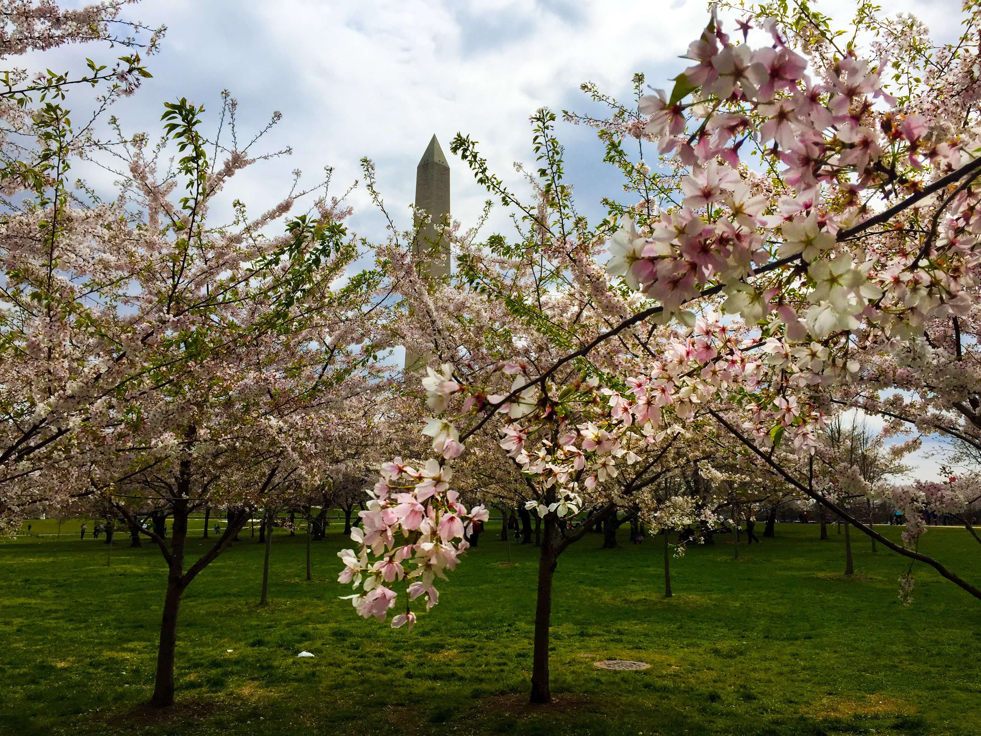 Cherry Blossoms