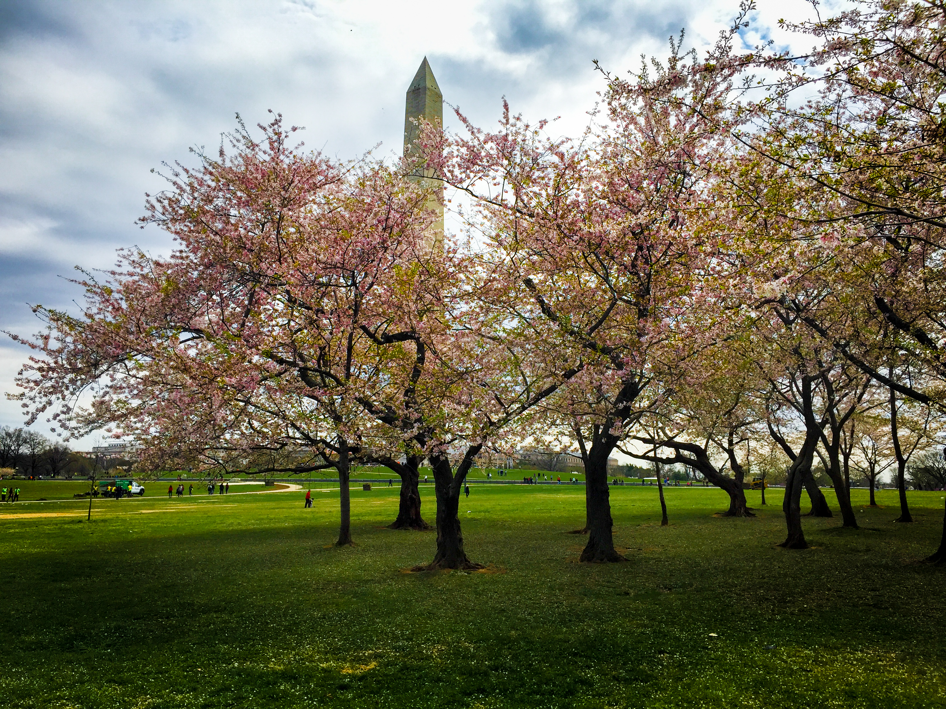 Cherry Blossoms