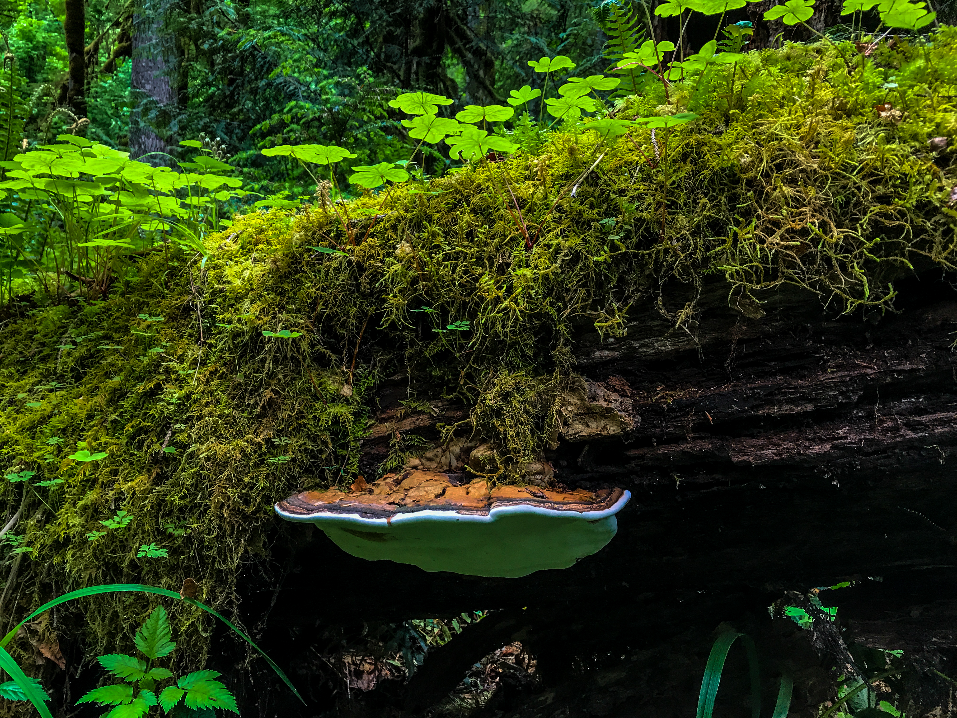 Old Salmon River Trail Hike