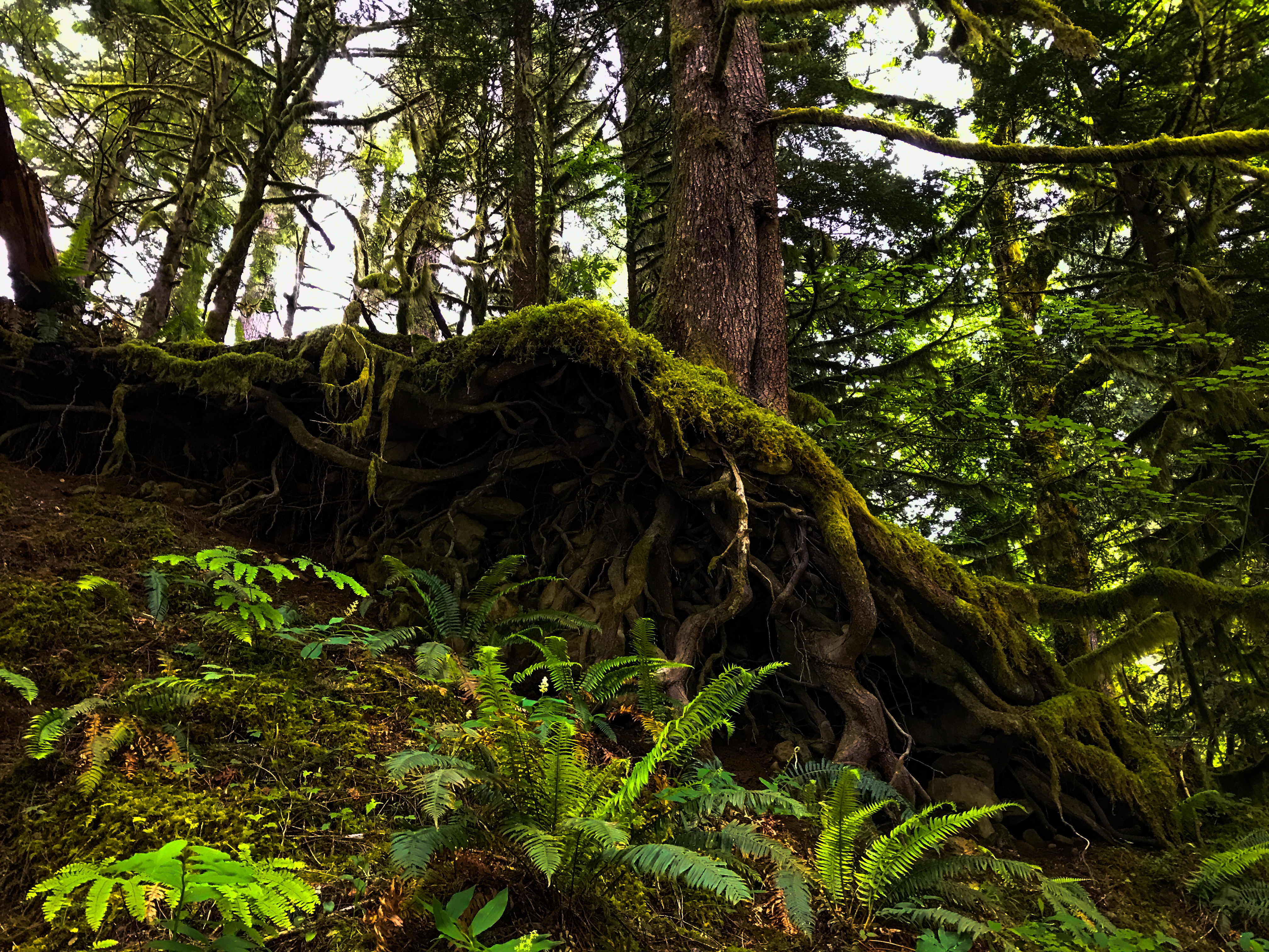 Old Salmon River Trail Hike