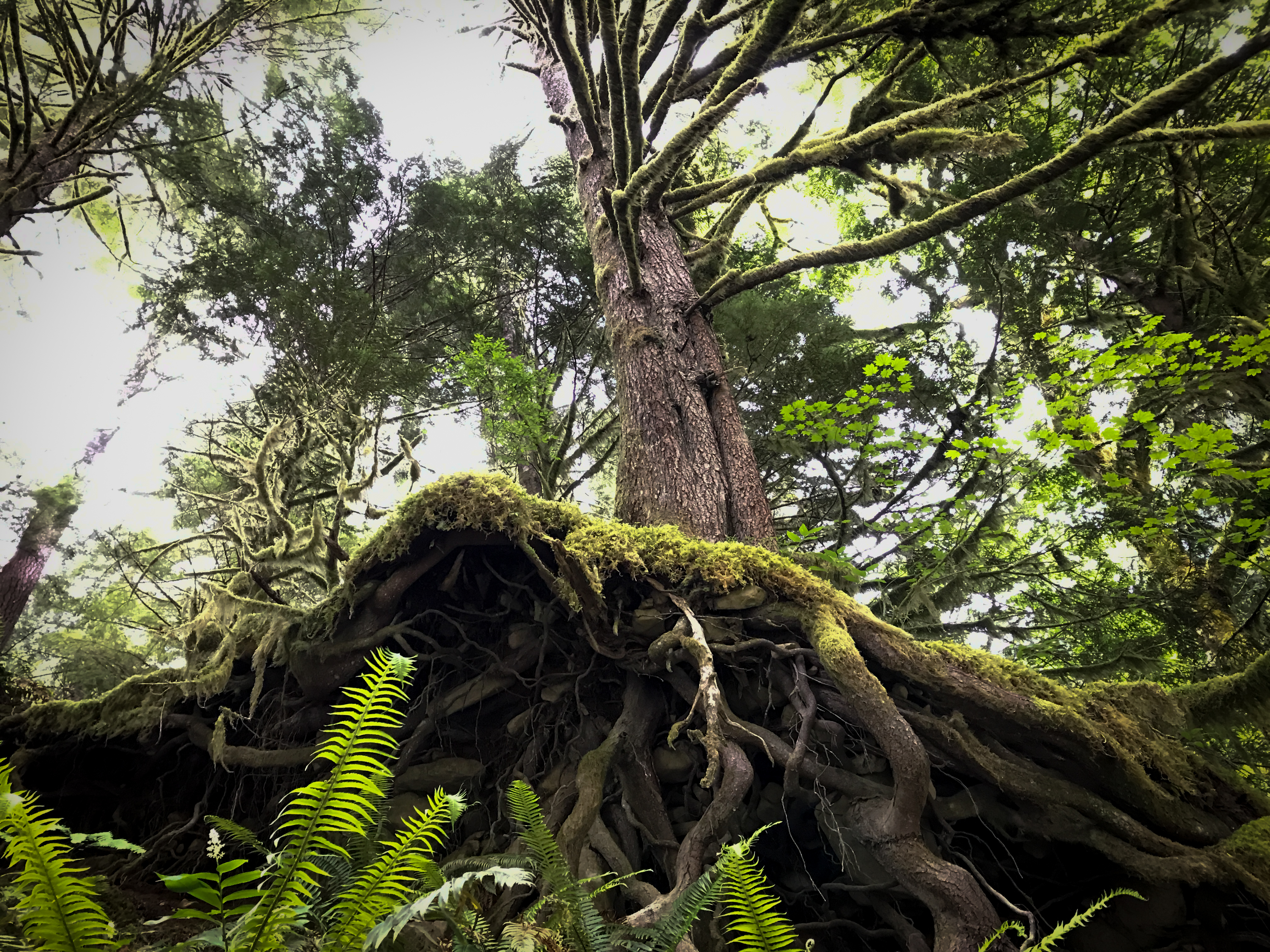 Tree.  Old Salmon River Trail Hike